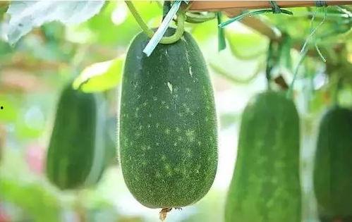 吃瓜趣事文章,盘点那些让人捧腹大笑的吃瓜趣事