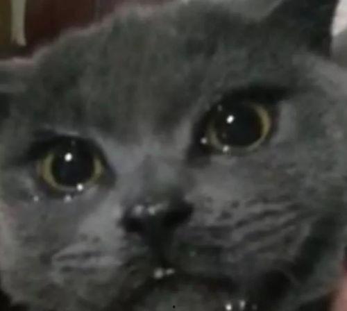 吃瓜罗伯特黑喵,揭秘网络红人的幕后故事